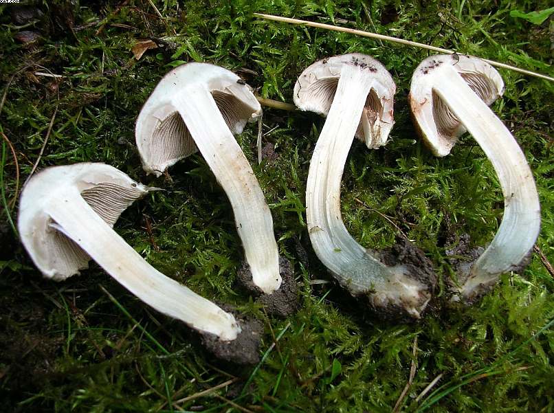 Inocybe haemacta (    Berk. & Cooke)    Sacc.